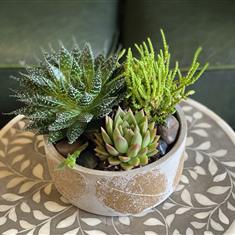 Succulent Garden