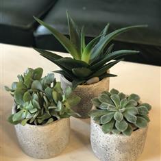 Three Amigos