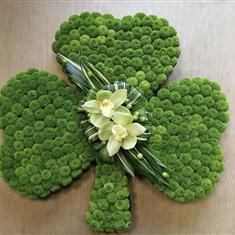 Shamrock Tribute with Green Orchid 