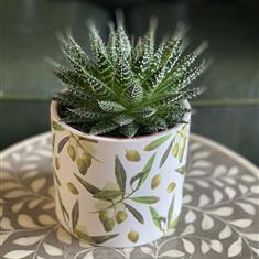 Aloe Vera Zambezi Plant in Olive Print Pot