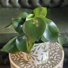 Peperomia Raindrop House Plant