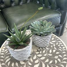 A Pair of Succulents 