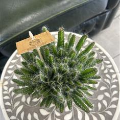 A Funny Looking Cactus (Hylocereus Undatus) 