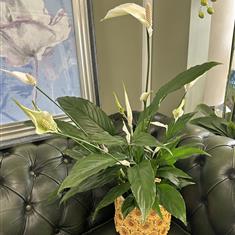 Large Peace Lily in stunning sunflower pot